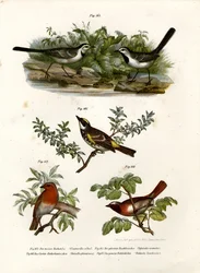 Hvid vipstjert, 1864